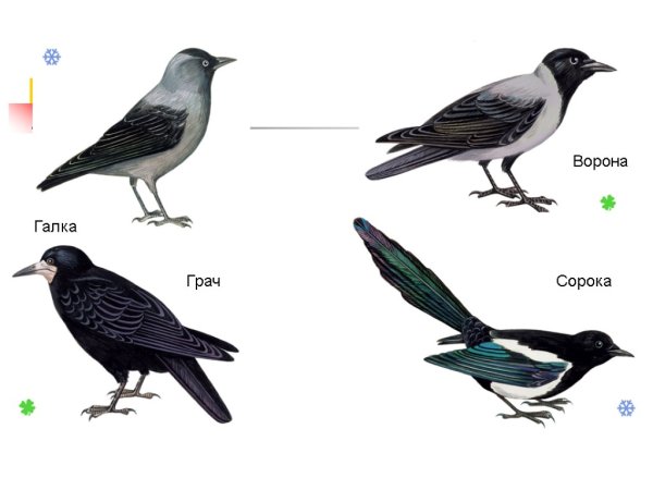 Грач карандашом