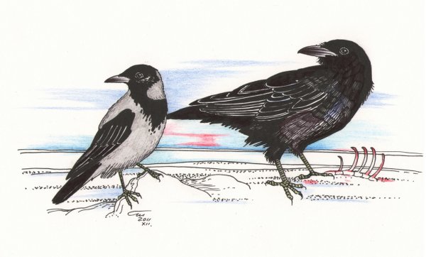 Ворона раскраска для детей