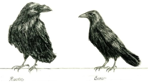 Грач раскраска для детей