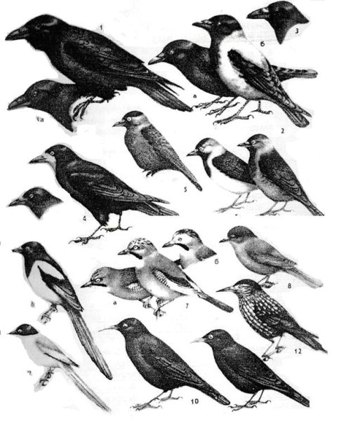 Черные птицы на белом фоне