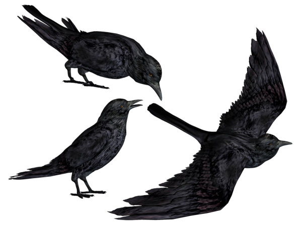 Ворона на белом фоне