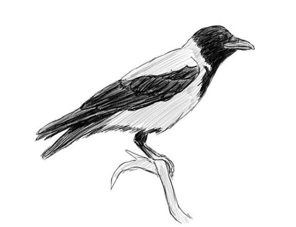 Ворон ворона Грач Галка отличия