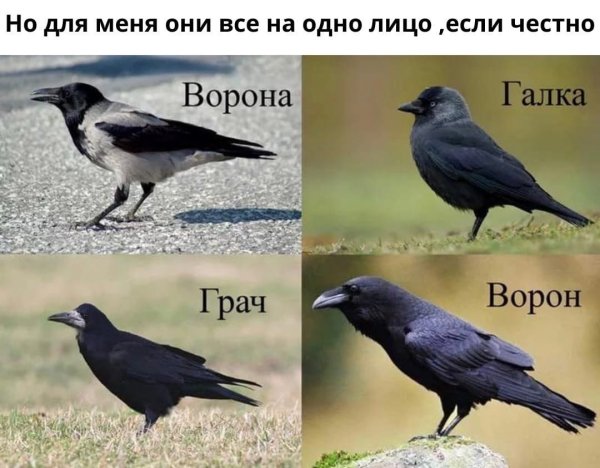 Два ворона