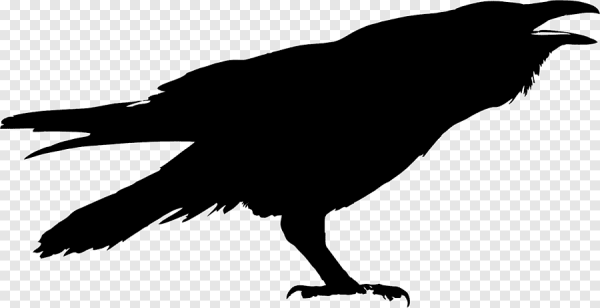 Norma John Blackbird