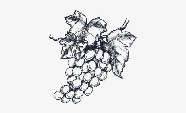 Виноград карандашом