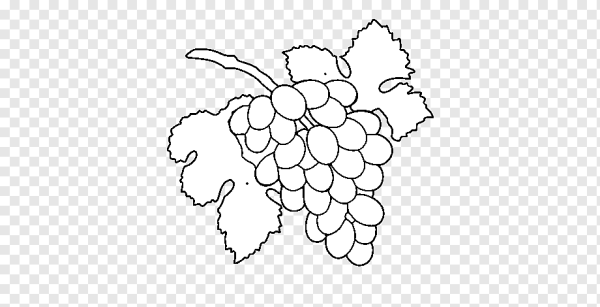 Виноградная лоза контур