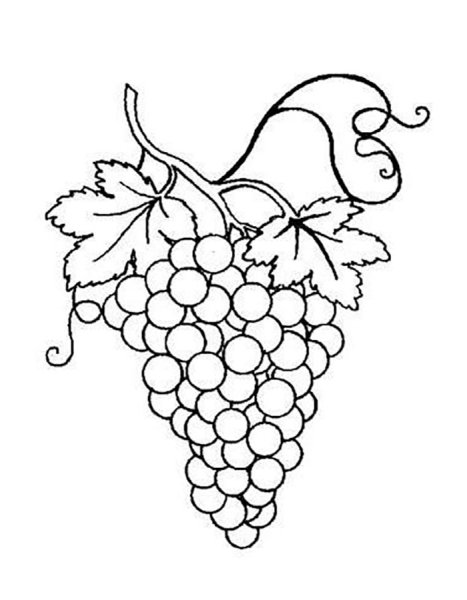 Гроздь винограда раскраска