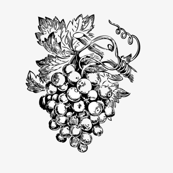 Виноград векторное изображение