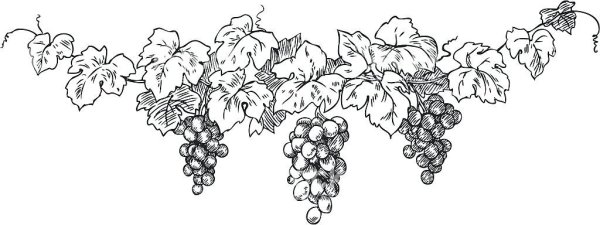 Виноградная лоза эскиз