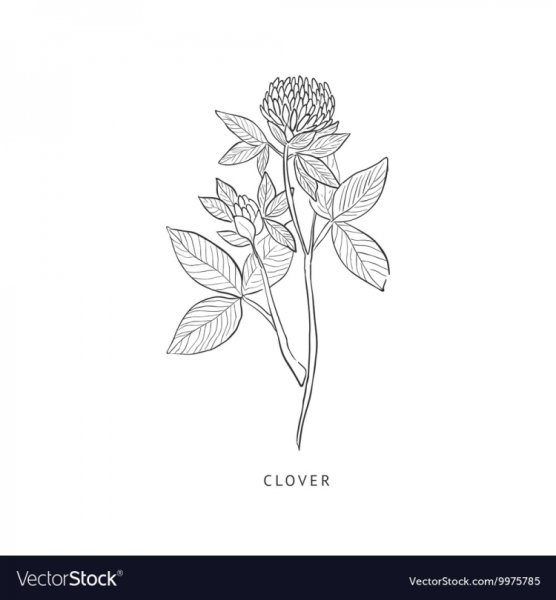 Клевер цветок эскиз