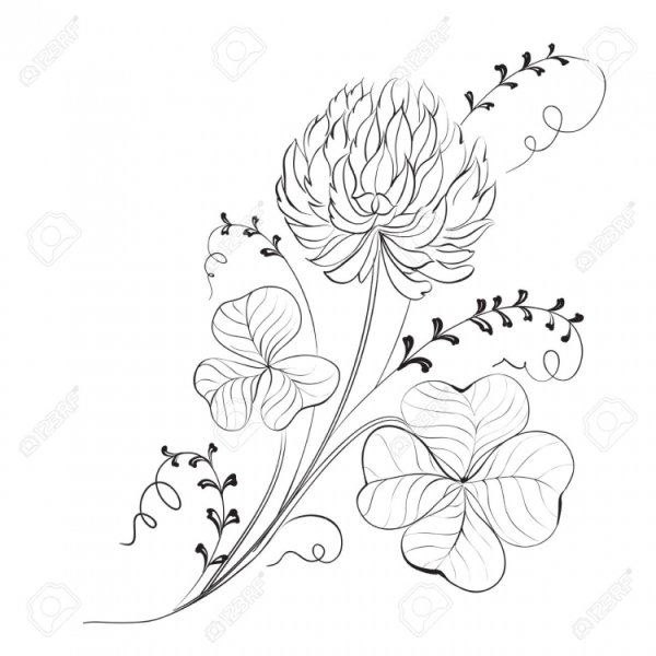 Клевер цветок эскиз