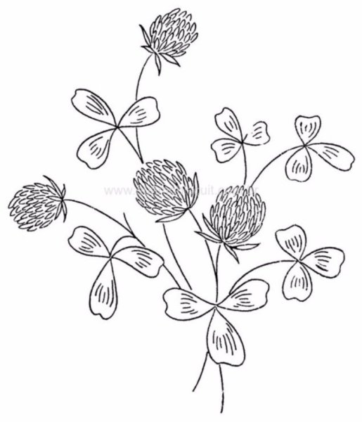 Цветы клевера