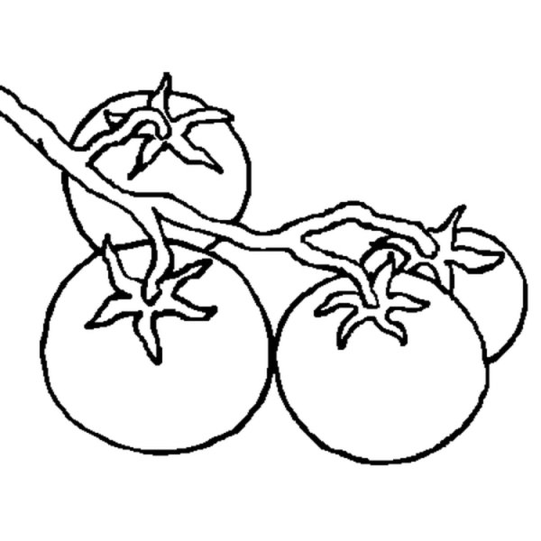 Tomato раскраска