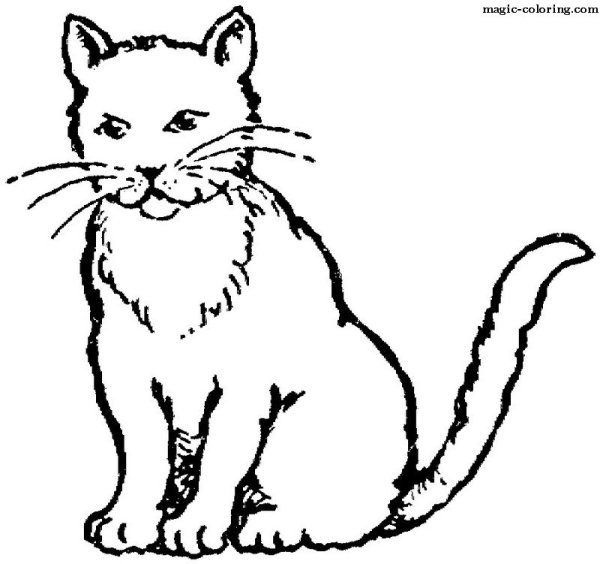 Кошка черно белая раскраска