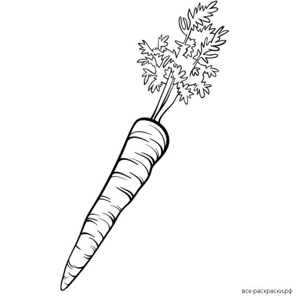 Листья моркови раскраска