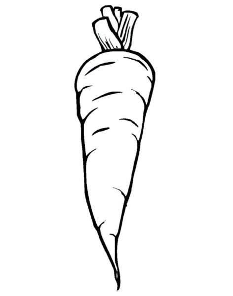 Морковь раскраска для детей