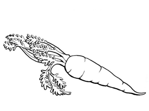 Морковь раскраска