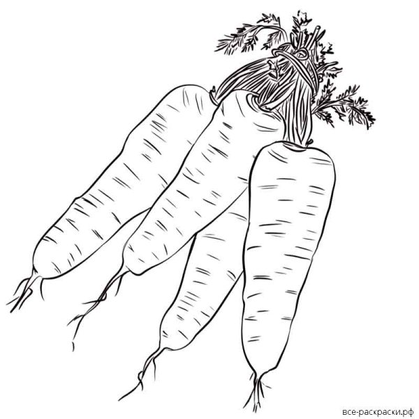 Морковка раскраска