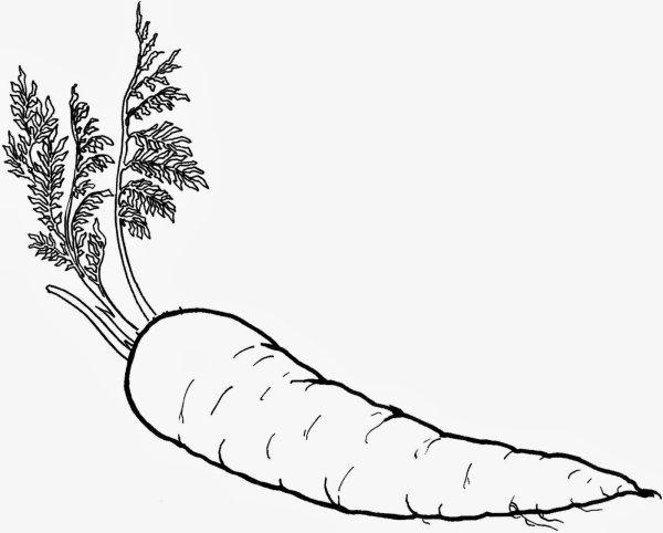 Морковка вектор сбоку черно белая