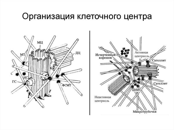 Клеточный центр строение микротрубочки