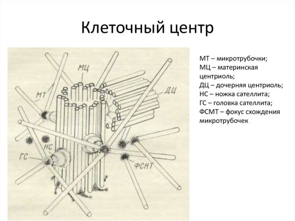 Центриоль немембранный органоид