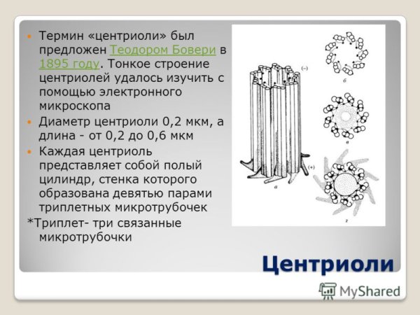 Клеточный центр микротрубочки