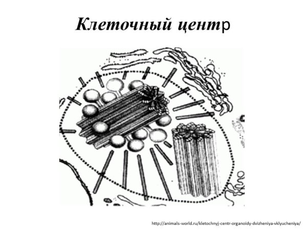 Центриоль и центросома