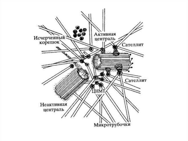 Клеточный центр в растительной клетке