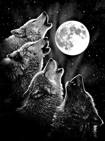 Три волка воют на луну