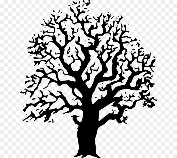 Красивый силуэт дерева