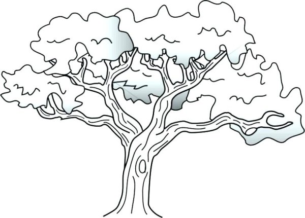 Дуб раскраска для детей