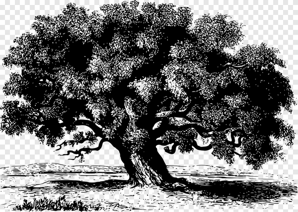 Дерево контур