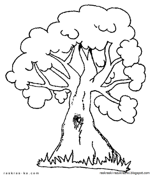 Дуб раскраска для детей