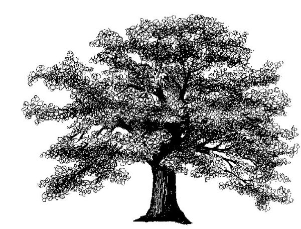 Тургеневский дуб рисунок