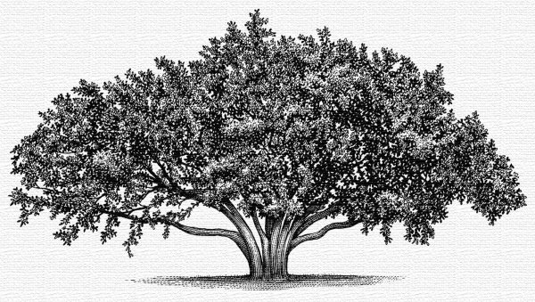 Дерево с корнями раскраска