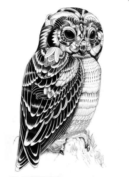 Сова в графике
