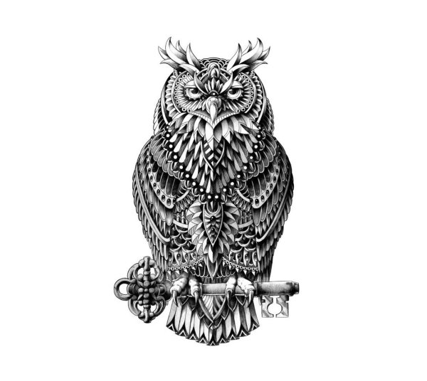 Сова Графика