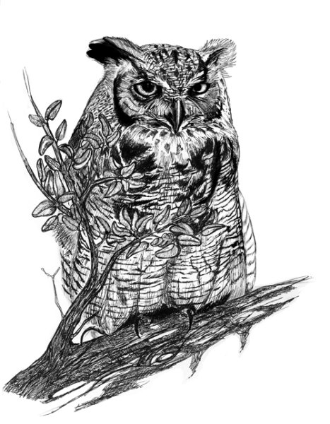Сова на ветке Графика