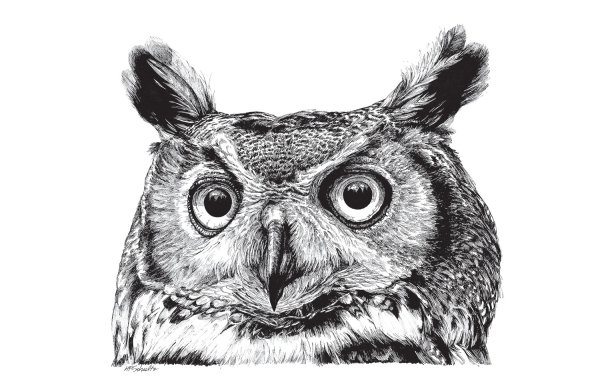 Сова рисунок