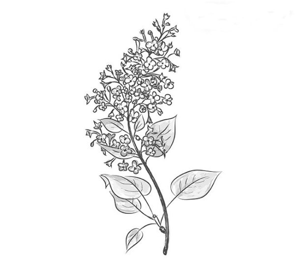 Сирень карандашом