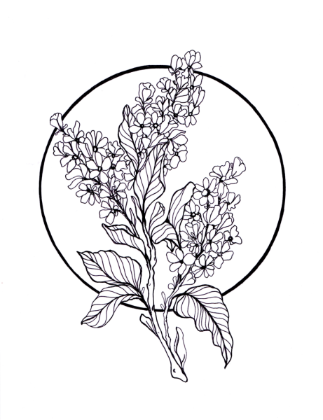 Сирень раскраска