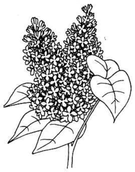 Веточка сирени трафарет