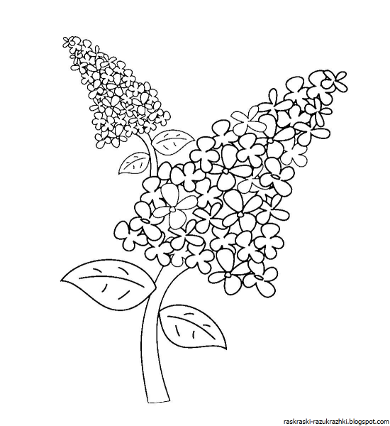 Сирень раскраска