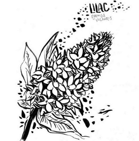 Ветка сирени раскраска