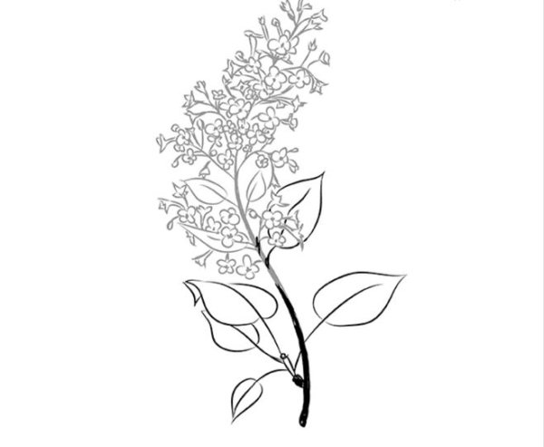 Букет сирени раскраска