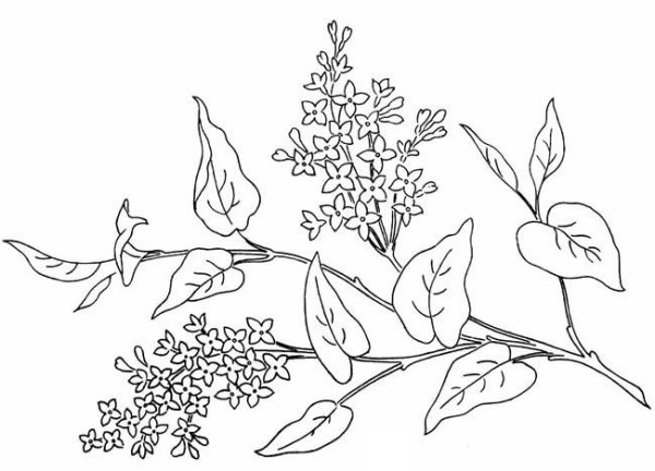 Сирень стилизация