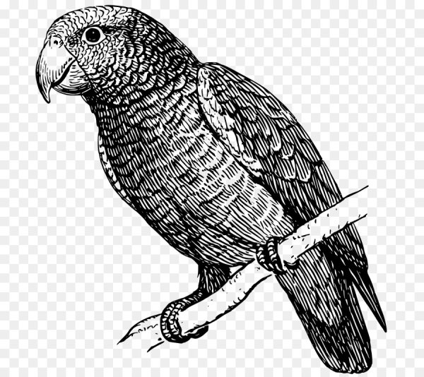 Попугай черно белый