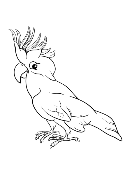 Какаду раскраска для детей
