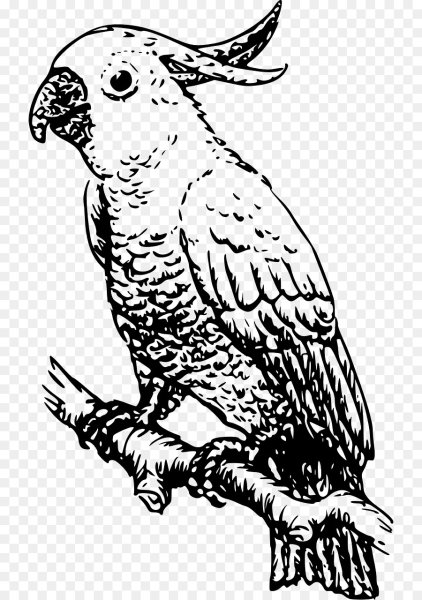 Попугай рисунок