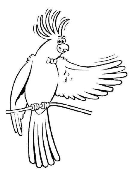 Попугай раскраска для детей